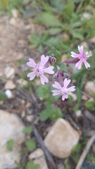 Silene aegyptiaca
