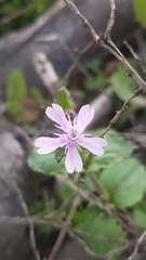 Silene aegyptiaca