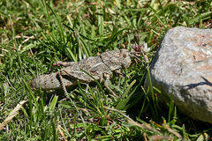 Eumigus