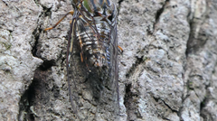 Henicopsaltria rufivelum