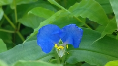 Commelina forskaolii