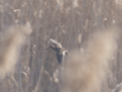 Gallinago gallinago