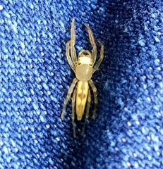 Salticidae
