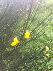 Cytisus