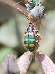 Diabrotica speciosa