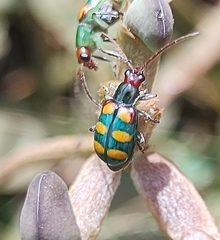 Diabrotica speciosa
