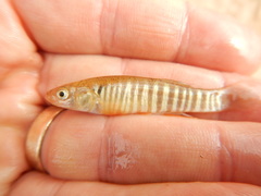 Fundulus zebrinus