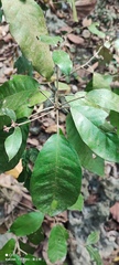 Croton cascarilloides