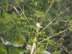 Phylloscopus proregulus