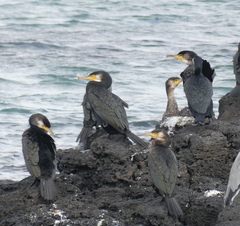 Phalacrocorax capillatus