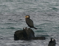 Phalacrocorax capillatus