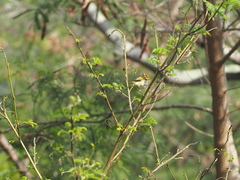 Phylloscopus proregulus