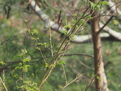 Phylloscopus proregulus