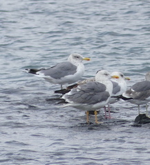 Larus fuscus heuglini