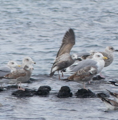 Larus crassirostris