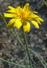 Launaea fragilis