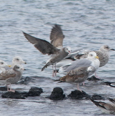 Larus crassirostris
