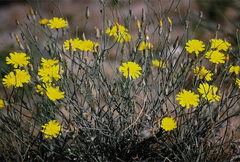 Launaea fragilis