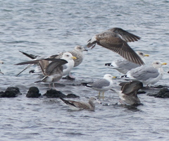 Larus crassirostris