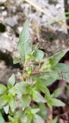Parietaria pensylvanica