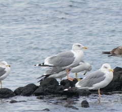Larus fuscus heuglini