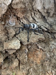 Aegorhinus phaleratus