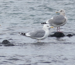 Larus fuscus heuglini
