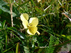 Viola lutea