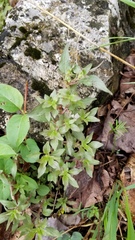 Parietaria pensylvanica