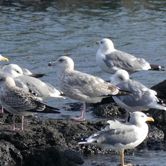Larus schistisagus