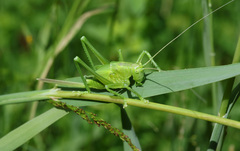 Tettigonia