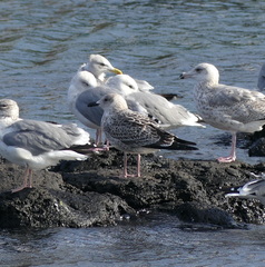 Larus fuscus heuglini