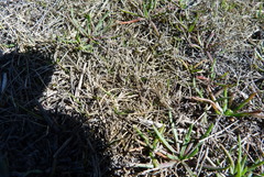 Zoysia minima