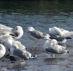 Larus fuscus heuglini