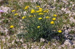 Launaea fragilis