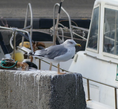 Larus fuscus heuglini