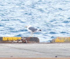 Larus fuscus heuglini