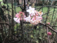 Ribes sanguineum