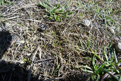 Zoysia minima