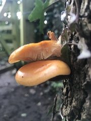 Flammulina