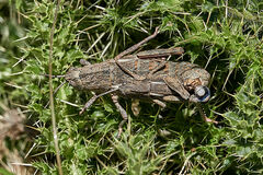 Eumigus