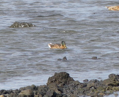 Anas platyrhynchos × zonorhyncha