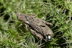 Eumigus