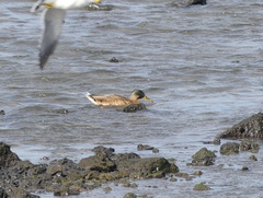 Anas platyrhynchos × zonorhyncha