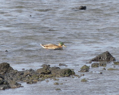 Anas platyrhynchos × zonorhyncha