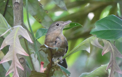 Colluricincla rufogaster