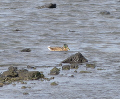 Anas platyrhynchos × zonorhyncha