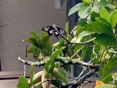 Papilio polytes romulus