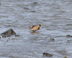 Anas platyrhynchos × zonorhyncha