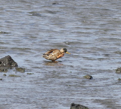 Anas platyrhynchos × zonorhyncha